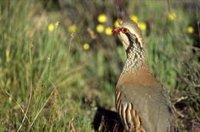 El Consejo de Gobierno toma conocimiento del acuerdo con la UCO sobre la preservación de especies cinegéticas