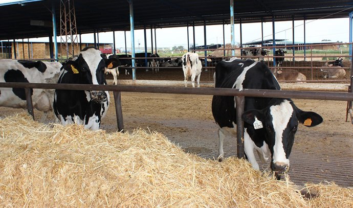 Archivo - Imagen de archivo de una explotación ganadera.