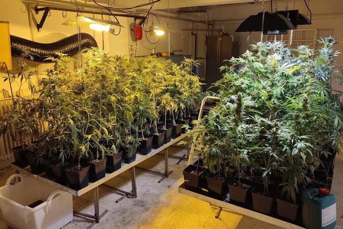 Plantación decomisada.