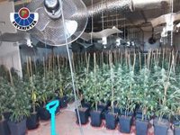 Desmantelada una plantación de marihuana en Berango con más de 1.400 plantas