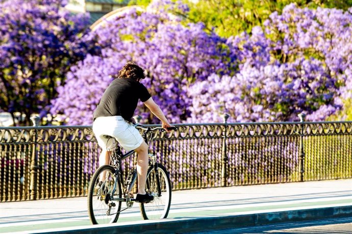 Foto de archivo de un ciclista por el puente de Triana con la floración de la jacaranda, a 24 de mayo del 2022 en Sevilla (Andalucía, España). D