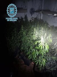 Detenido en Málaga el responsable de un comercio incendiado por tener dentro una plantación de marihuana
