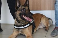 La Policía Local de Alhaurín el Grande crea una Unidad Canina con un pastor belga para la detección de drogas