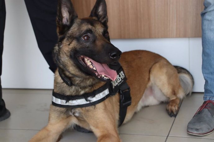 La Policía Local de Alhaurín el Grande crea una Unidad Canina con un pastor belga contra el tráfico de drogas. En la imagen, Barri.
