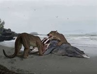 Nueva especie de gran carnívoro extinto que habitó en Pirineos