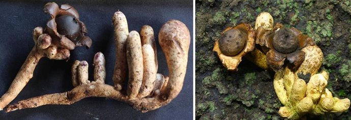 Descubierta una nueva especie de hongo del género 'Geastrum' en la Amazonia brasileña