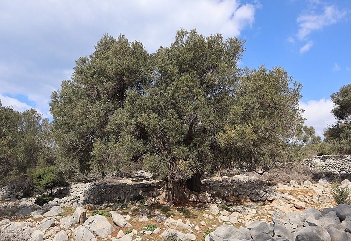 El olivo se domesticó hace 7.000 años en el valle del Jordán