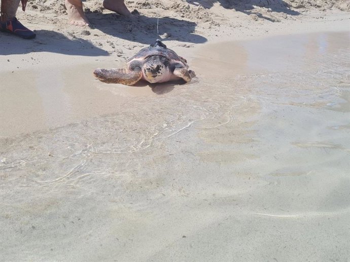 Tortuga caretta caretta nacida en Ibiza y devuelva al mar en cala Agulla