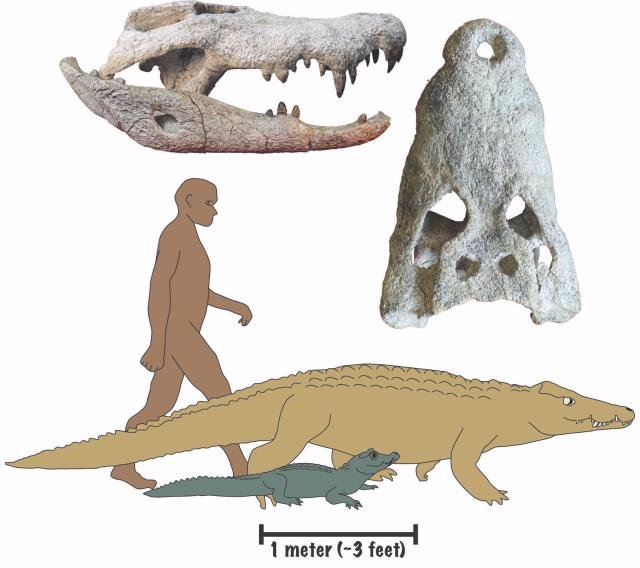 Investigadores dirigidos por la Universidad de Iowa han descubierto dos nuevas especies de cocodrilos que vagaban por partes de África hace entre 18 y 15 millones de años y se alimentaban de antepasados humanos.