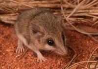 Gatos asilvestrados amenazan con extinguir un marsupial australiano