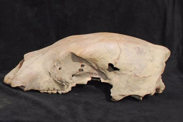 El cráneo de un antiguo oso polar, apodado Bruno, fue encontrado en la costa del mar de Beaufort en 2009.