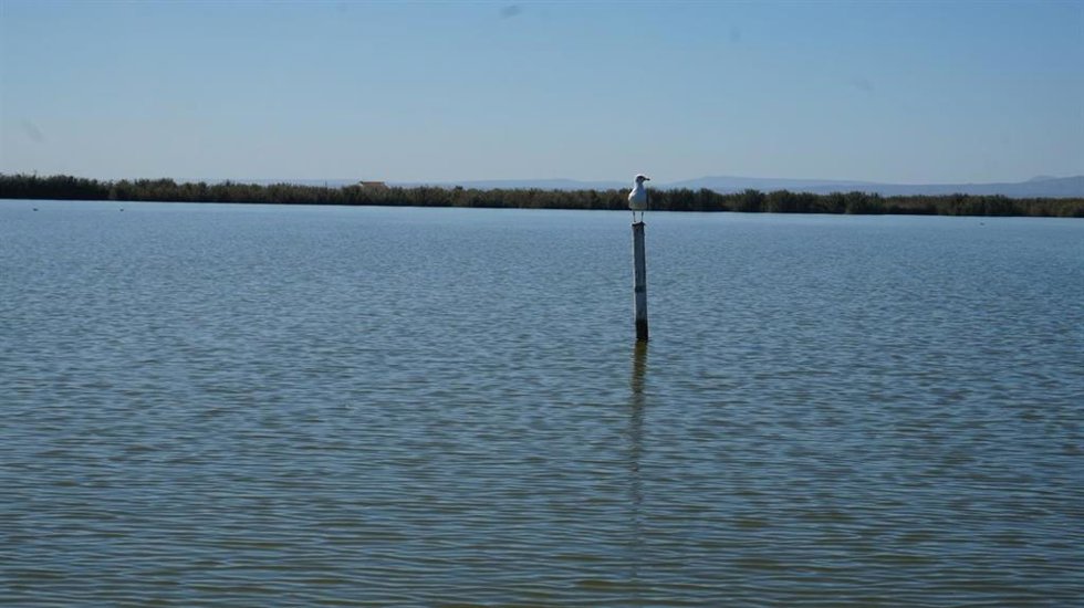 Archivo - Lago de l'Albufera