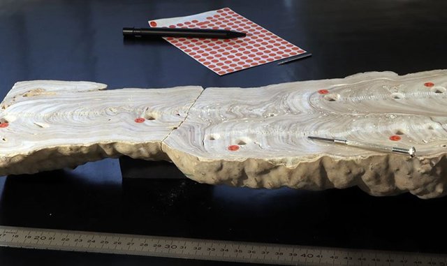 Sección transversal de una estalagmita de la cueva Hoti en el Omán actual. Los agujeros son de muestreo para datación de uranio, marcas de rasguños de muestreo para análisis de isótopos.