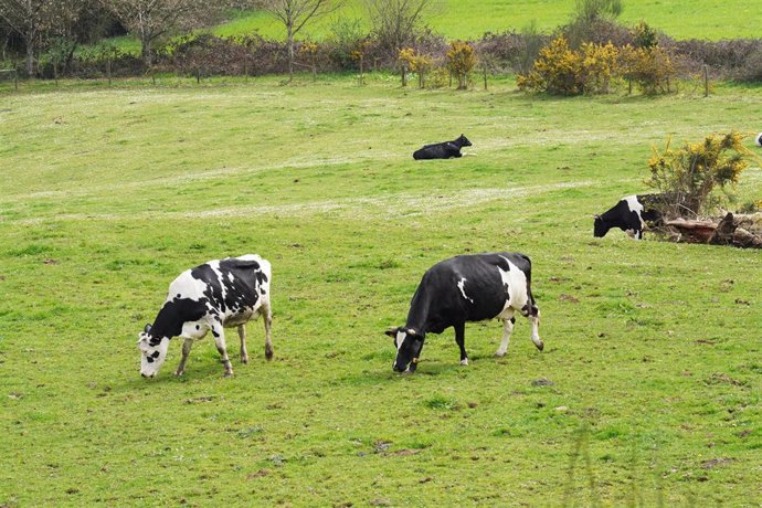 Archivo - Varias vacas lecheras pastorean en un prado de una explotación ganadera de Galicia