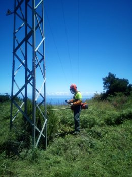 Campaña de tala, poda y limpieza de la masa vegetal en los alrededores de las líneas eléctricas de Endesa