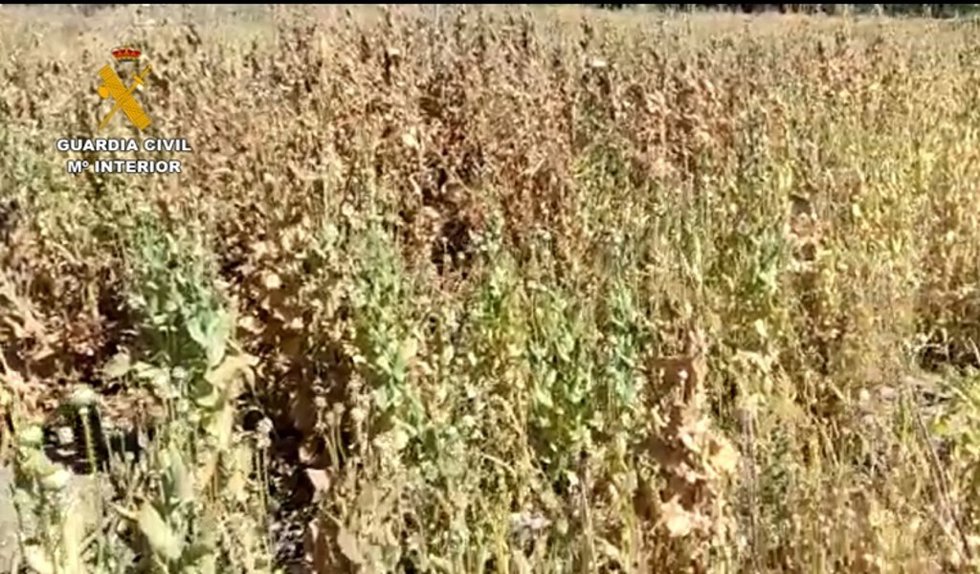 El Seprona identifica a 6 personas recogiendo resina de amapolas blancas en un polígono de Getafe
