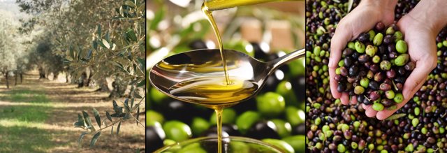 Pasear entre olivos y degustación de aceite