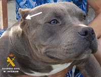 El TSJA confirma la condena a dos varones por asaltar un piso en Sevilla para robar un perro de raza