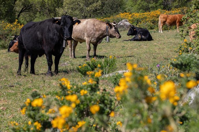 Archivo - Varias vacas  