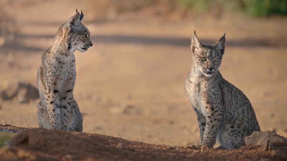 Linces ibéricos.
