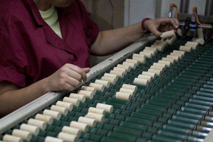 Inspección visual unitaria de los corchos en la fábrica De Maria Taps S.L., en Cass de la Selva, a 16 de junio de 2022, en Girona, Cataluña (España). De Maria Taps es una empresa especializada en la fabricación y diseño de tapones de corcho de alta cal