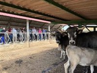 Cantabria subasta más de 30 vacas tudancas y monchinas para su uso como reproductoras