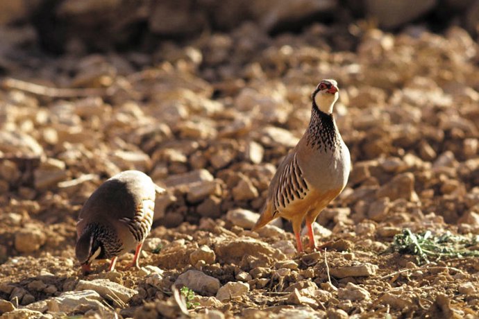 Andalucía supera los 7.500 cotos de caza sostenible, actividad que "impulsa social y económicamente" las zonas rurales