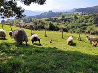 Eustat y Hazi organizan un Curso de Verano de la UPV/EHU sobre el presente y el futuro del mundo rural vasco