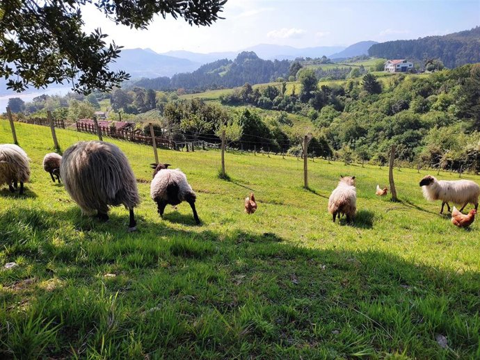 Ovejas pastando en Mundaka (Bizkaia)