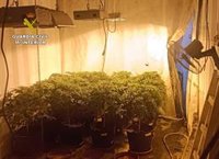 Guardia Civil desarticula un grupo delictivo dedicado al cultivo ilícito de marihuana en Fortuna
