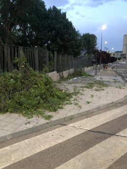 Caída de ramas y árboles en Guadalajara