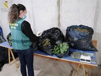 Desmanteladas dos plantaciones de marihuana en dos viviendas de Tavernes de la Valldigna