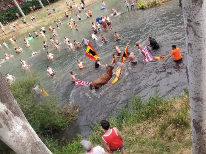 Suelta de vacas en Trillo en el Tajo