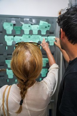 Un ciudadano elige  una  papeleta para ejercer su derecho al voto durante el día de las elecciones a la presidencia de la Junta de Andalucía  a 19 de junio de 2022 en Sevilla (Andalucía, España)