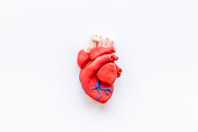 Archivo - Corazón, órgano.