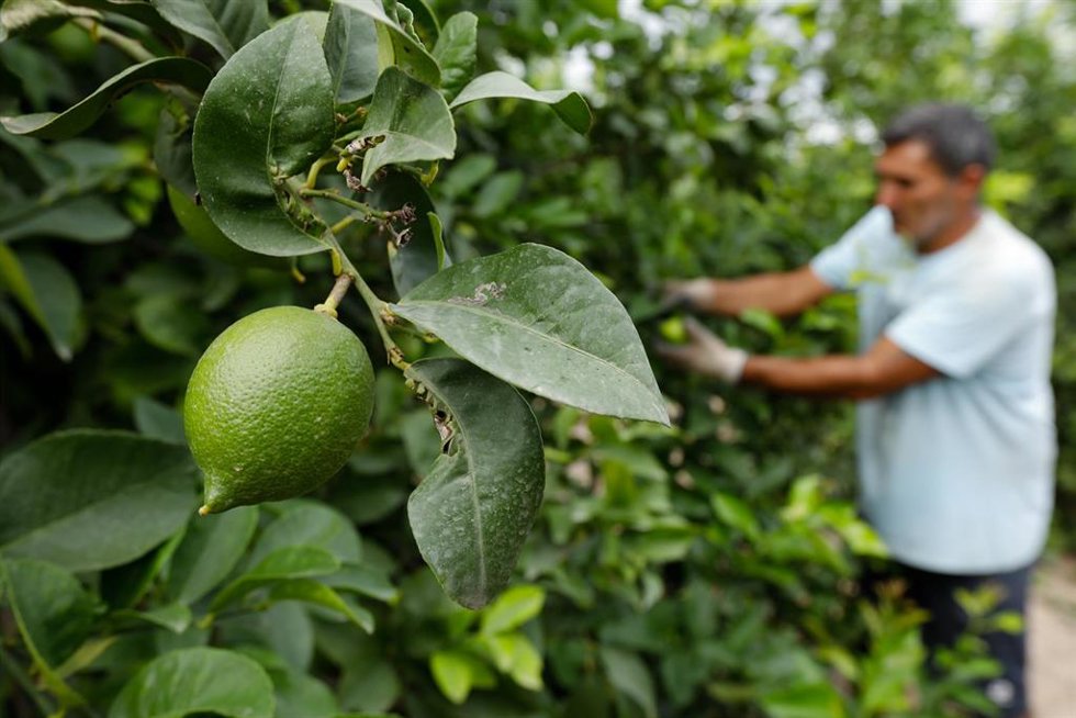 Archivo - Agricultor en el limonar