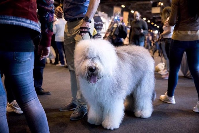 Un perro en la World Dog Show, la mayor exposición canina del mundo