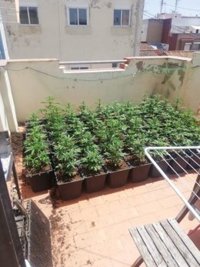 Una pelea entre dos hermanos permite a la Policía descubrir cien plantas de marihuana en un piso de València