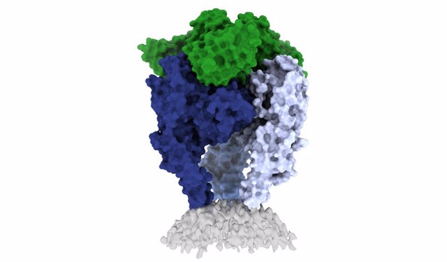 La estructura de la glicoproteína del virus de la rabia.