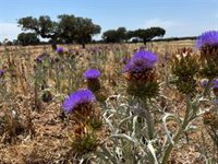 La floración de un cardo necesario para la elaboración de la Torta del Casar se adelanta por el intenso calor de junio