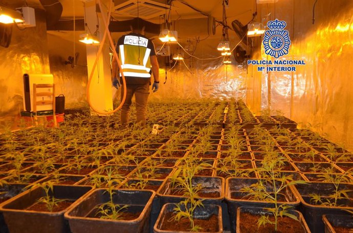 Nota Prensa: La Policía Nacional Detiene A Dos Personas Que Se Dedicaban Al Cultivo Indoor E Interviene Casi 500 Plantas De Marihuana