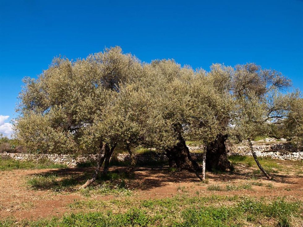 Olivar tradicional, en una imagen de archivo.