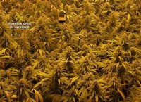 Intervenidas más de 6.700 plantas de marihuana en cuatro operaciones en la provincia de Granada
