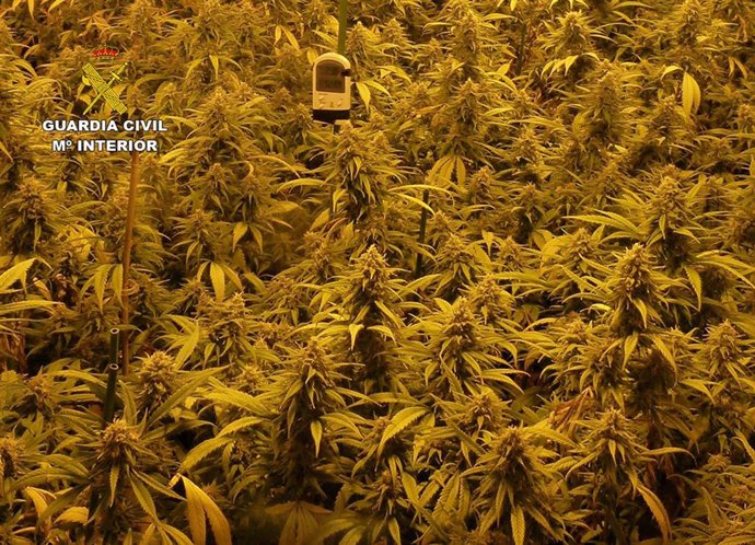 Plantación de marihuana en imagen de archivo. 