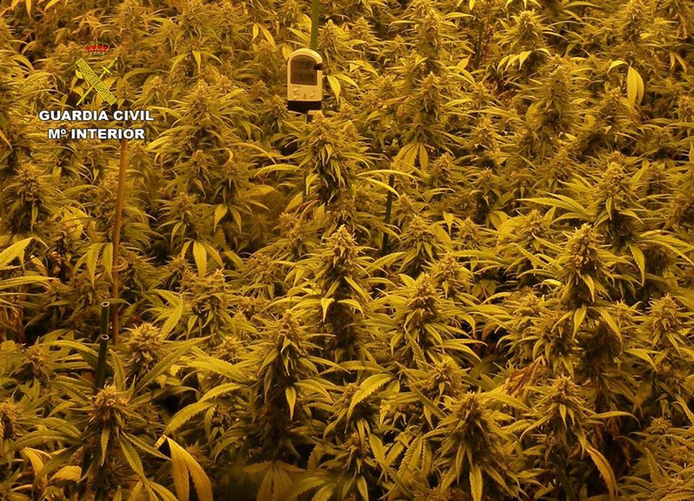 Plantación de marihuana en imagen de archivo. 