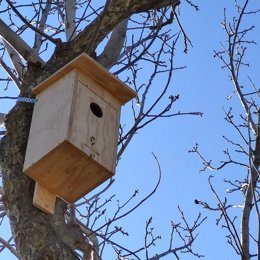Anida una pareja de autillos en las cajas-nido del CIET de Graus (Huesca)
