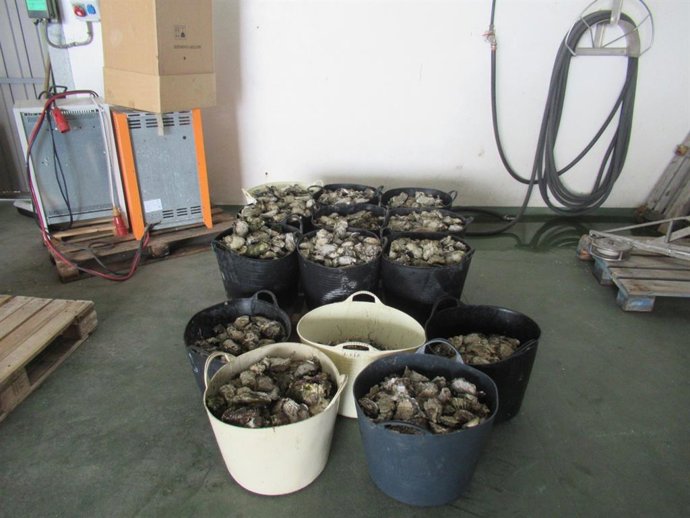 Ostras incautadas por el Seprona en Ribadeo (Lugo) por mariscar en una zona prohibida. Aprehensión de 14 capazos.