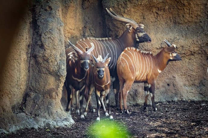 Archivo - Llegada de cuatro bongos a Bioparc