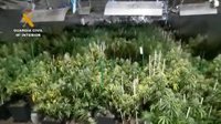 Detenido en Almodóvar de Río (Córdoba) tras intervenirle 700 plantas de marihuana después de un fuego