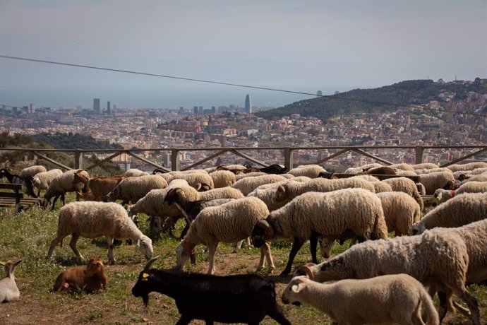 Archivo - Un grup d'ovelles i cabres prop del mirador de Montbau